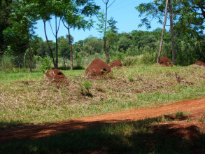 La route en direction d'Iguaçu